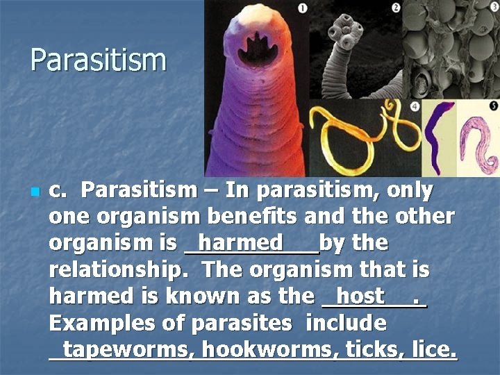 Parasitism n c. Parasitism – In parasitism, only one organism benefits and the other