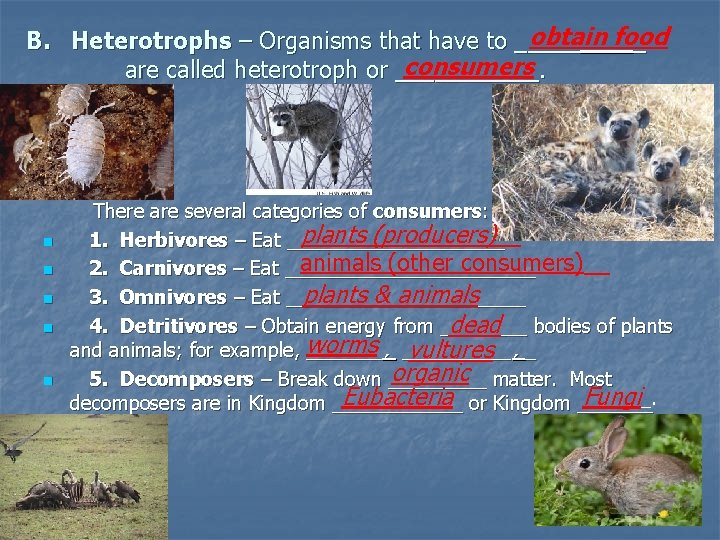 obtain food B. Heterotrophs – Organisms that have to _____ _ consumers are called