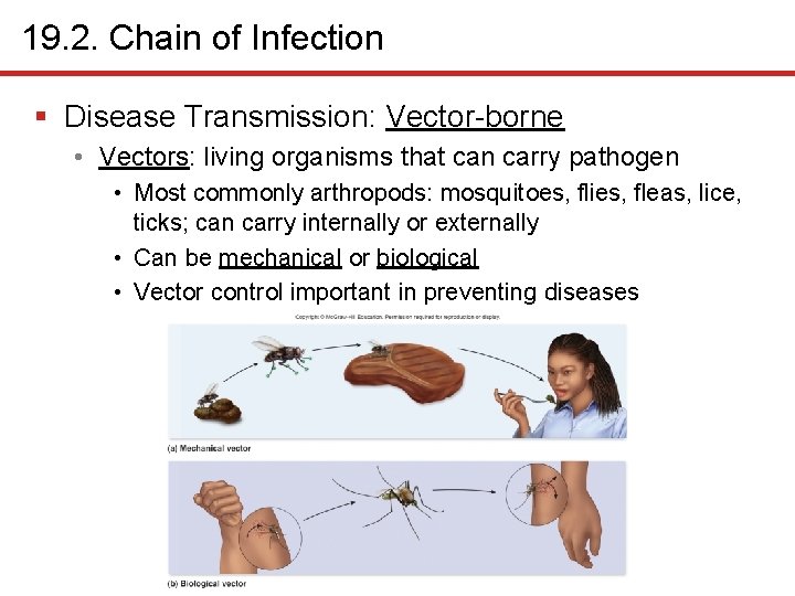 19. 2. Chain of Infection § Disease Transmission: Vector-borne • Vectors: living organisms that