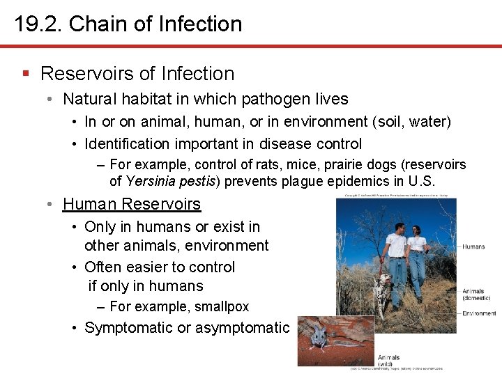 19. 2. Chain of Infection § Reservoirs of Infection • Natural habitat in which