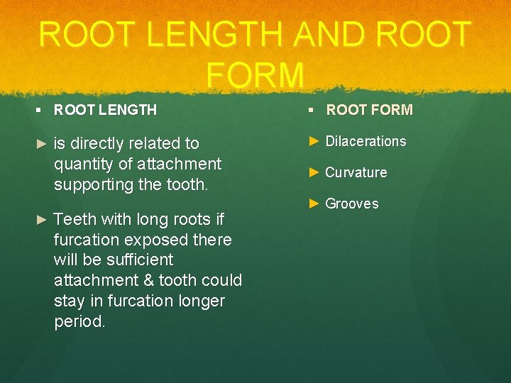 ROOT LENGTH AND ROOT FORM ROOT LENGTH ROOT FORM ► is directly related to