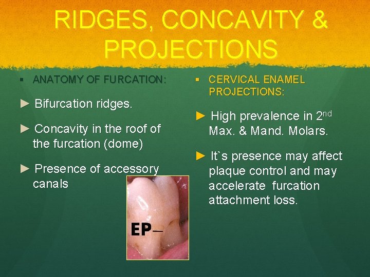 RIDGES, CONCAVITY & PROJECTIONS ANATOMY OF FURCATION: ► Bifurcation ridges. ► Concavity in the