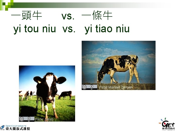 一頭牛 vs. 一條牛 yi tou niu vs. yi tiao niu Flickr Meneer Zjeroen Flickr