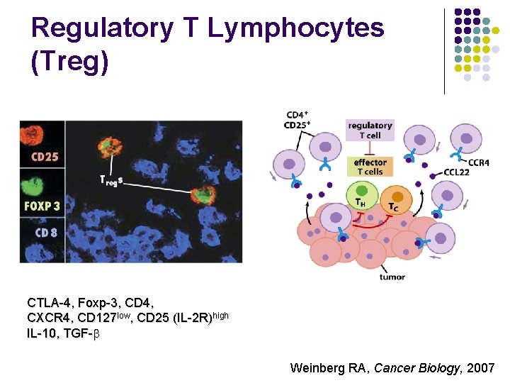 Regulatory T Lymphocytes (Treg) CTLA-4, Foxp-3, CD 4, CXCR 4, CD 127 low, CD