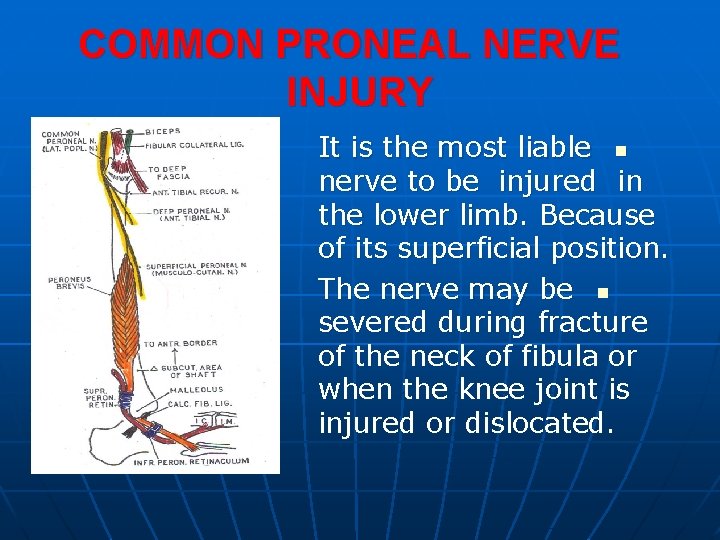 COMMON PRONEAL NERVE INJURY It is the most liable n nerve to be injured