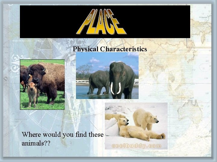 Physical Characteristics Where would you find these animals? ? 