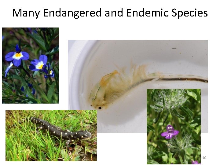Many Endangered and Endemic Species 10 