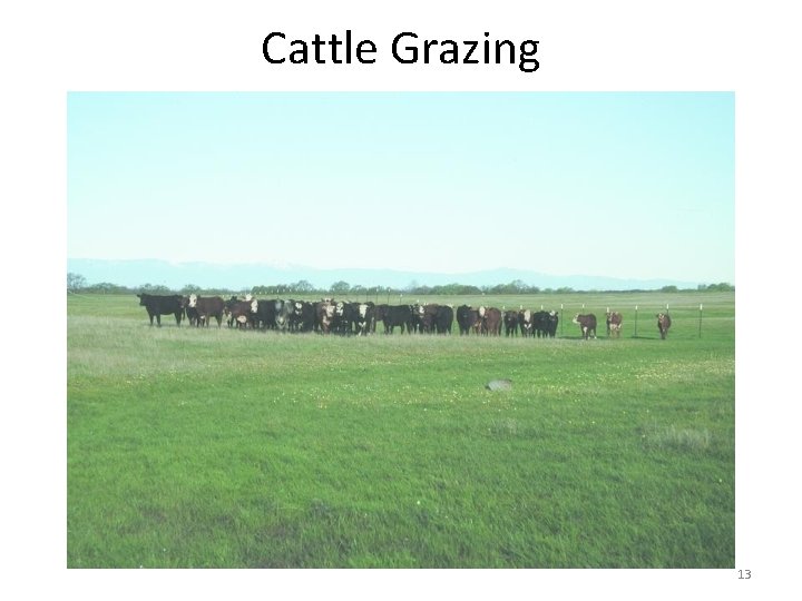 Cattle Grazing 13 