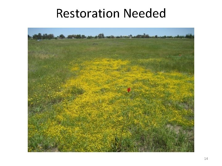 Restoration Needed 14 