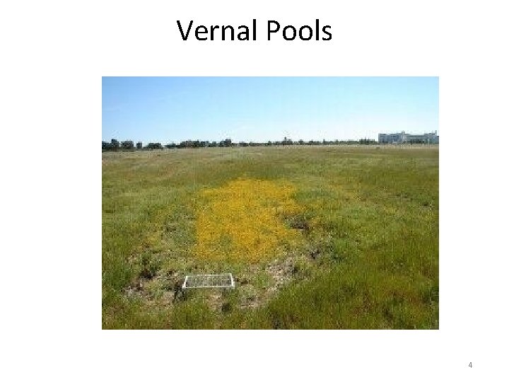 Vernal Pools 4 