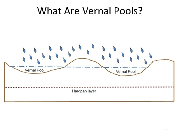 What Are Vernal Pools? 5 