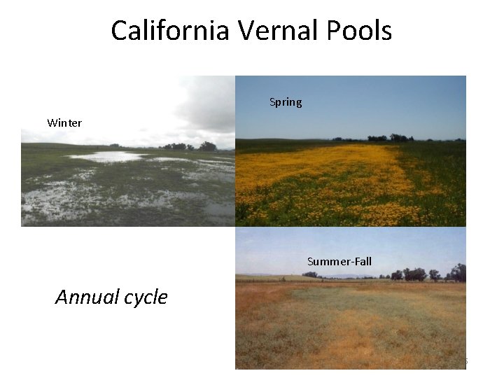 California Vernal Pools Spring Winter Summer-Fall Annual cycle 6 