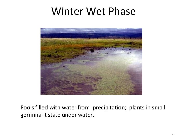 Winter Wet Phase Pools filled with water from precipitation; plants in small germinant state