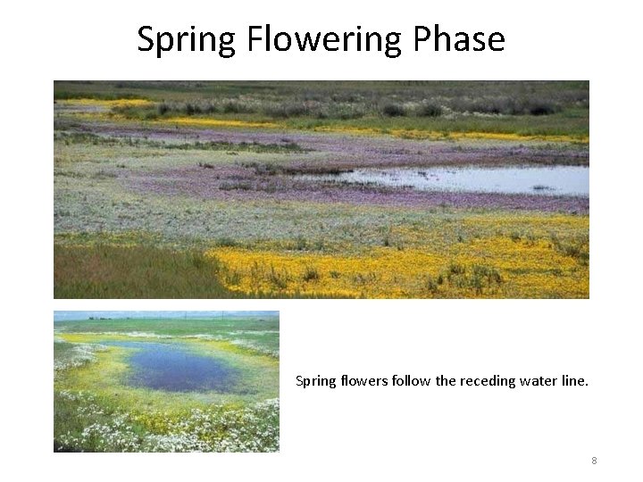 Spring Flowering Phase Spring flowers follow the receding water line. 8 