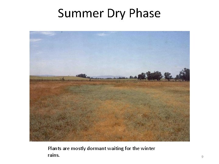 Summer Dry Phase Plants are mostly dormant waiting for the winter rains. 9 