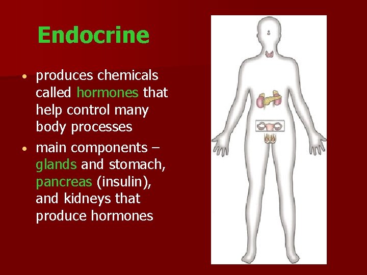 Endocrine produces chemicals called hormones that help control many body processes main components –