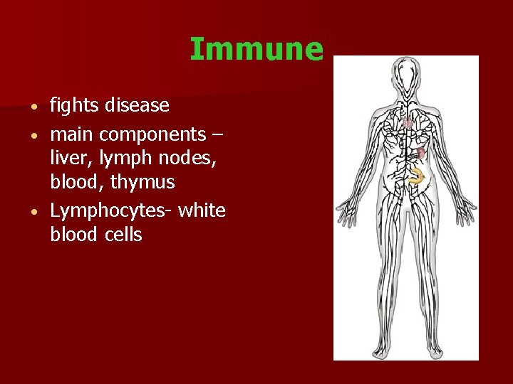 Immune fights disease main components – liver, lymph nodes, blood, thymus Lymphocytes- white blood