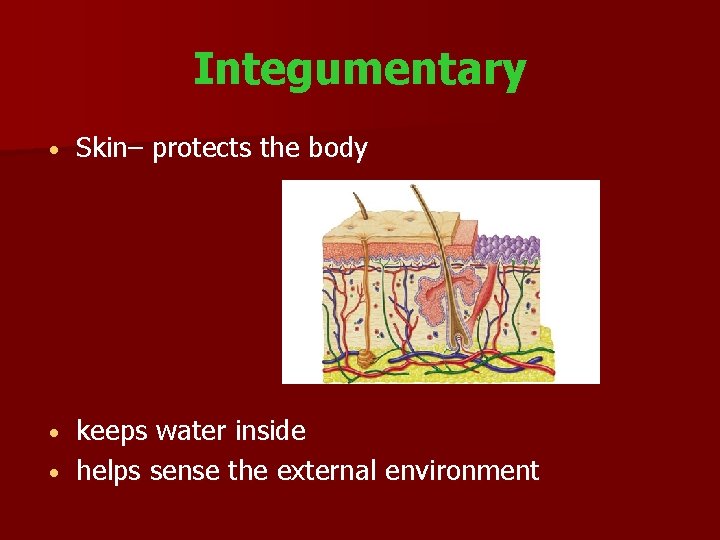 Integumentary Skin– protects the body keeps water inside helps sense the external environment 