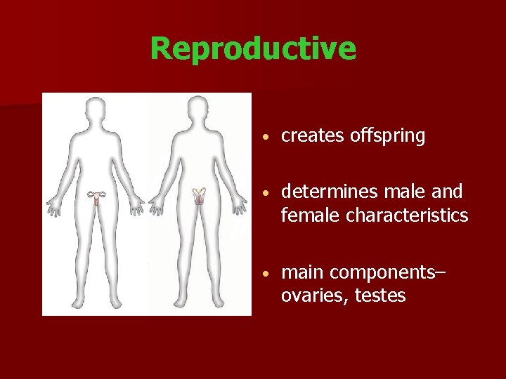Reproductive creates offspring determines male and female characteristics main components– ovaries, testes 
