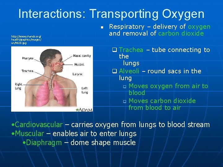 Interactions: Transporting Oxygen n http: //www. shands. org/ health/graphics/images/ en/9828. jpg Respiratory – delivery