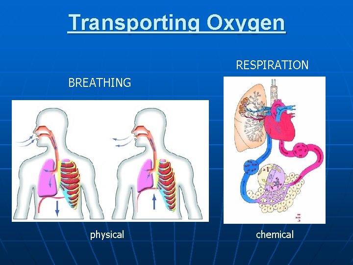 Transporting Oxygen RESPIRATION BREATHING physical chemical 