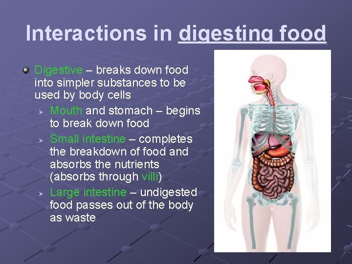 Interactions in digesting food Digestive – breaks down food into simpler substances to be