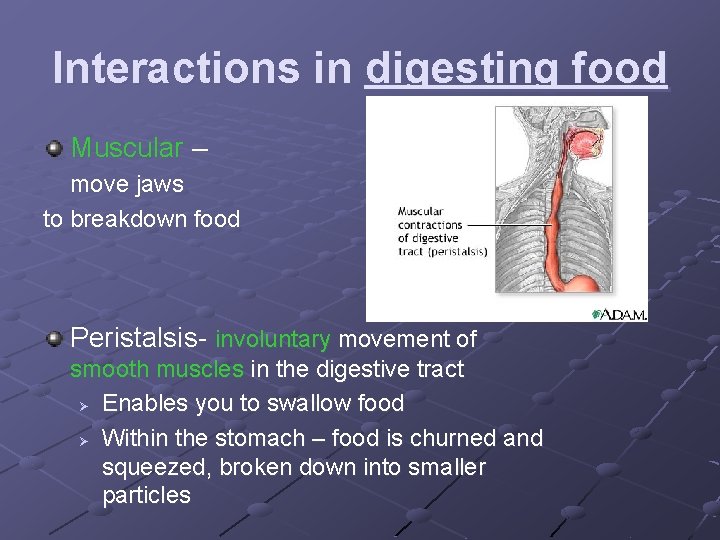 Interactions in digesting food Muscular – move jaws to breakdown food Peristalsis- involuntary movement