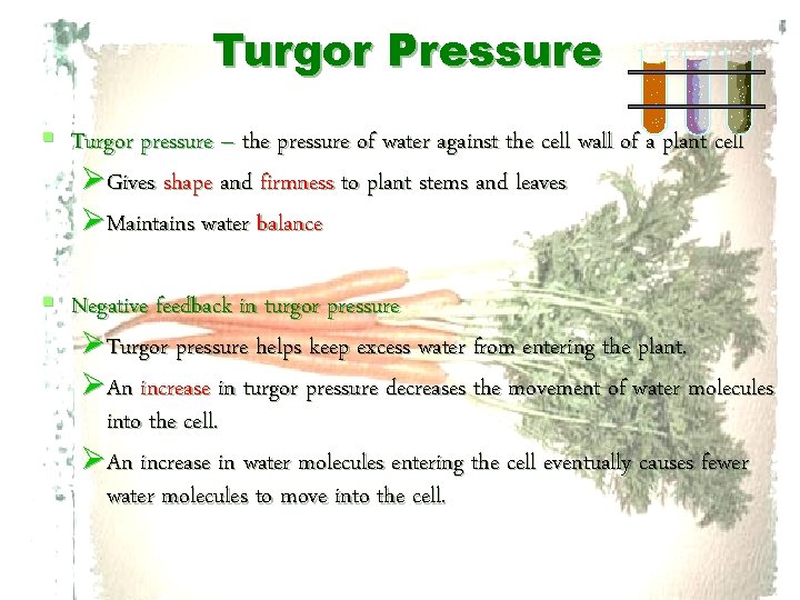 Turgor Pressure § Turgor pressure – the pressure of water against the cell wall