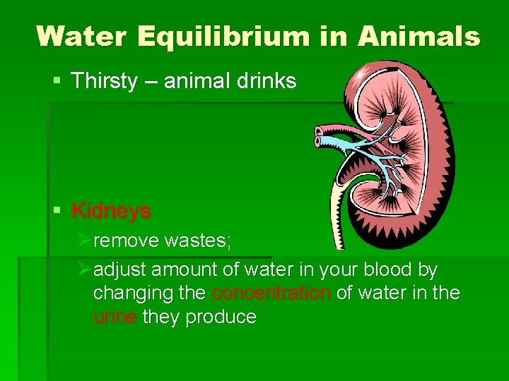Water Equilibrium in Animals § Thirsty – animal drinks § Kidneys Øremove wastes; Øadjust