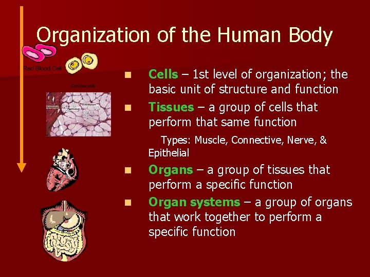 Organization of the Human Body n n Cells – 1 st level of organization;