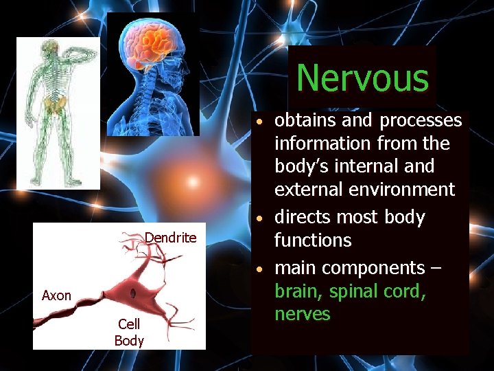 Nervous obtains and processes information from the body’s internal and external environment directs most