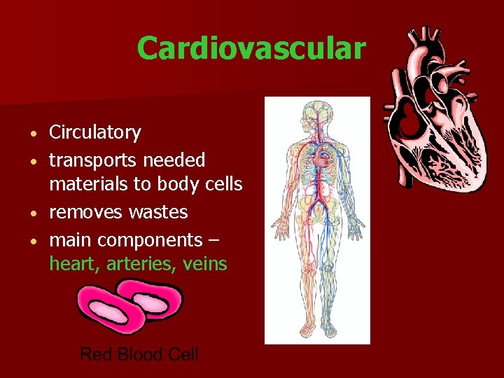 Cardiovascular Circulatory transports needed materials to body cells removes wastes main components – heart,