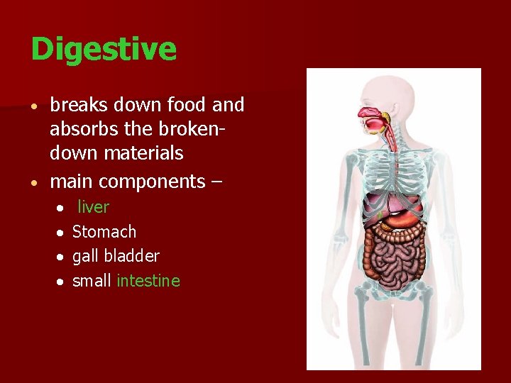 Digestive breaks down food and absorbs the brokendown materials main components – liver Stomach