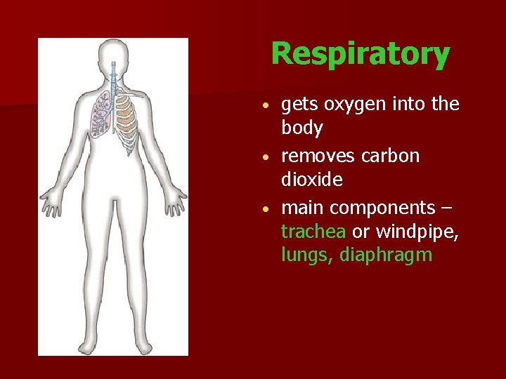Respiratory gets oxygen into the body removes carbon dioxide main components – trachea or