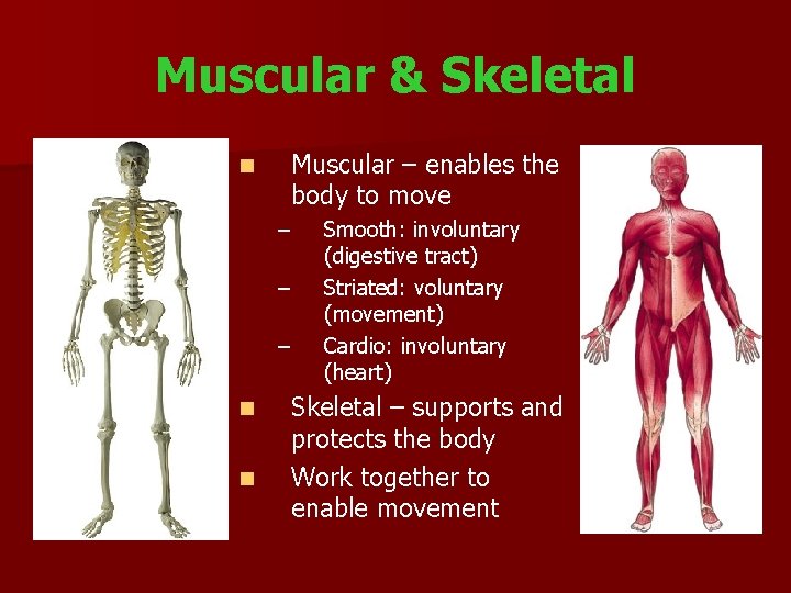 Muscular & Skeletal n Muscular – enables the body to move – – –