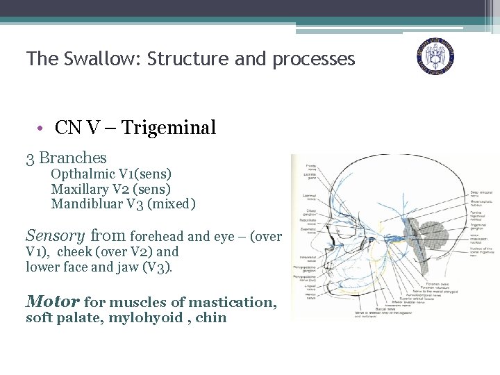 The Swallow: Structure and processes • CN V – Trigeminal 3 Branches Opthalmic V