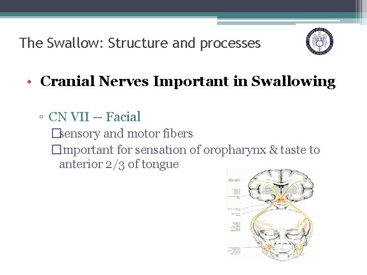 The Swallow: Structure and processes • Cranial Nerves Important in Swallowing ▫ CN VII