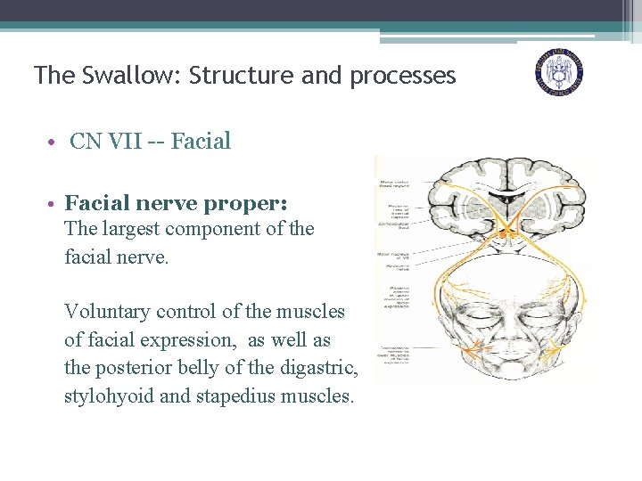 The Swallow: Structure and processes • CN VII -- Facial • Facial nerve proper: