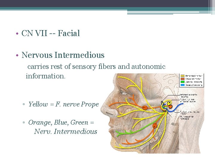  • CN VII -- Facial • Nervous Intermedious carries rest of sensory fibers