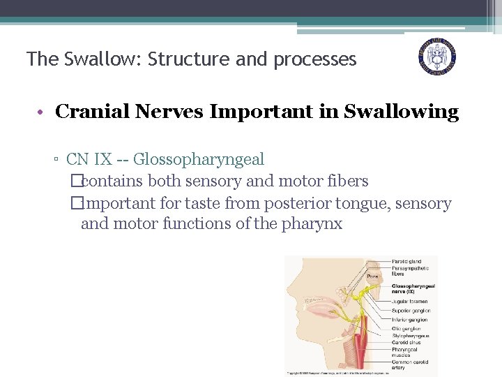 The Swallow: Structure and processes • Cranial Nerves Important in Swallowing ▫ CN IX