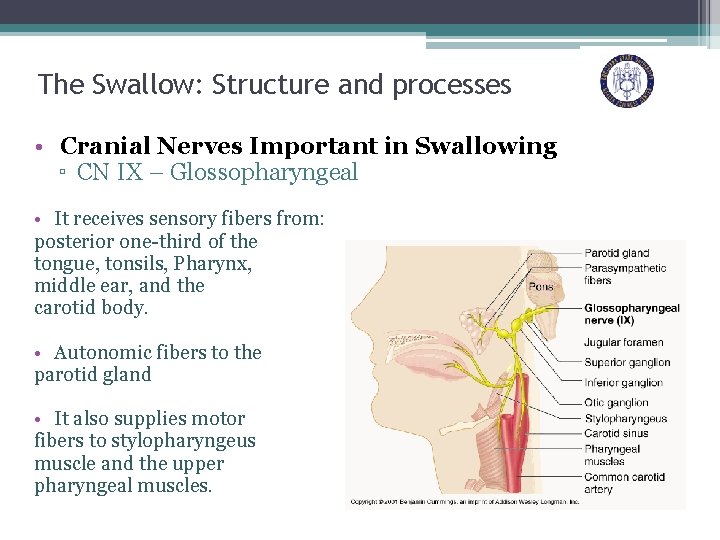 The Swallow: Structure and processes • Cranial Nerves Important in Swallowing ▫ CN IX