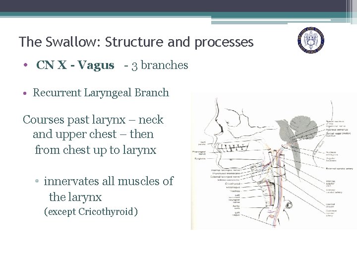 The Swallow: Structure and processes • CN X - Vagus - 3 branches •