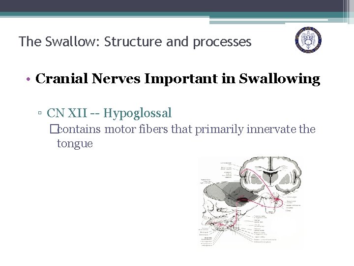 The Swallow: Structure and processes • Cranial Nerves Important in Swallowing ▫ CN XII