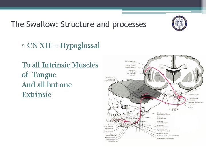 The Swallow: Structure and processes ▫ CN XII -- Hypoglossal To all Intrinsic Muscles