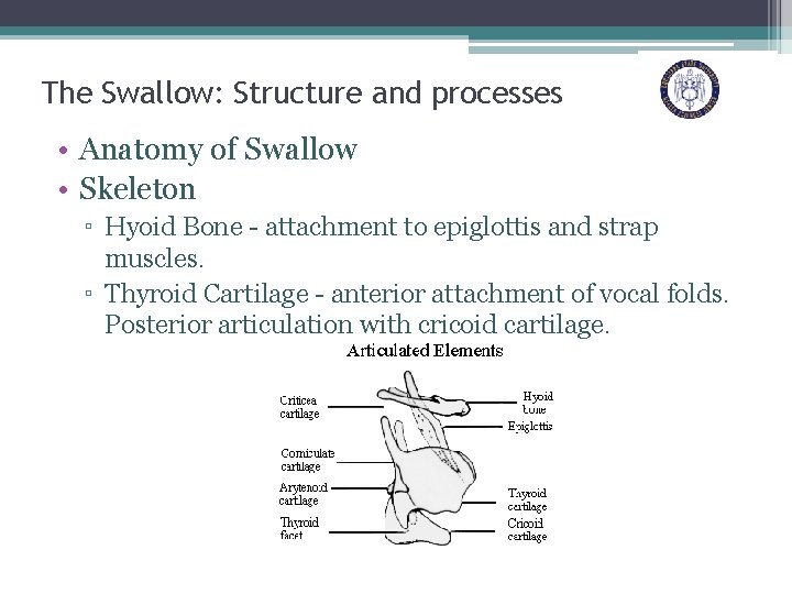 The Swallow: Structure and processes • Anatomy of Swallow • Skeleton ▫ Hyoid Bone