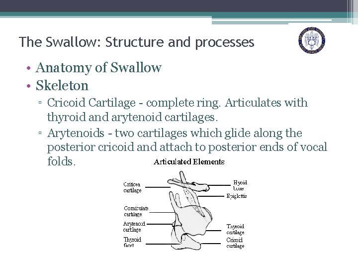 The Swallow: Structure and processes • Anatomy of Swallow • Skeleton ▫ Cricoid Cartilage
