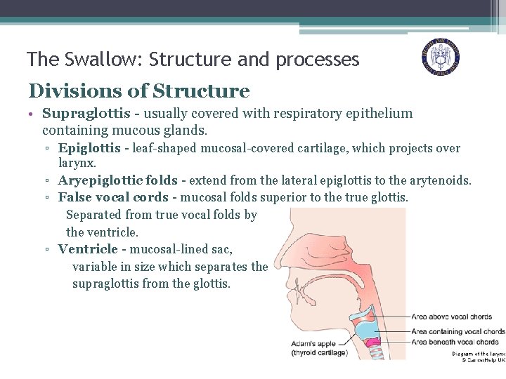 The Swallow: Structure and processes Divisions of Structure • Supraglottis - usually covered with