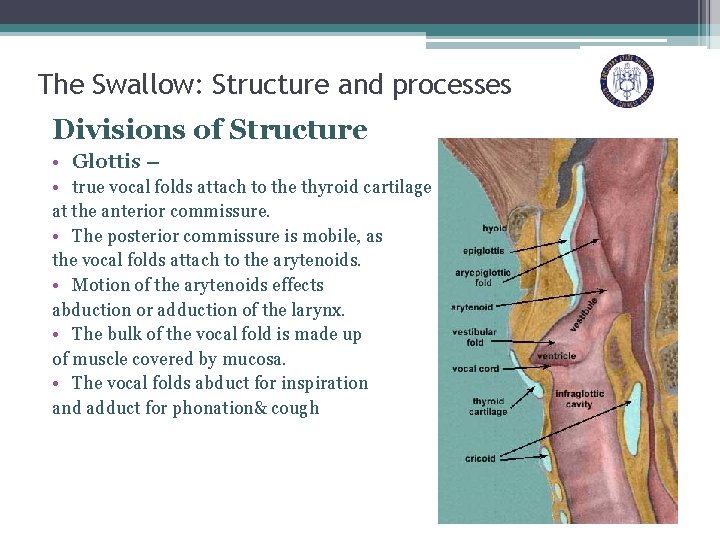 The Swallow: Structure and processes Divisions of Structure • Glottis – • true vocal