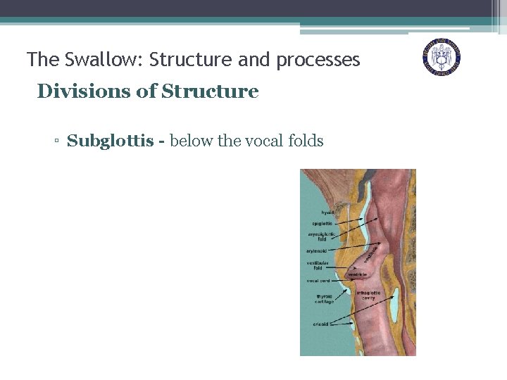 The Swallow: Structure and processes Divisions of Structure ▫ Subglottis - below the vocal