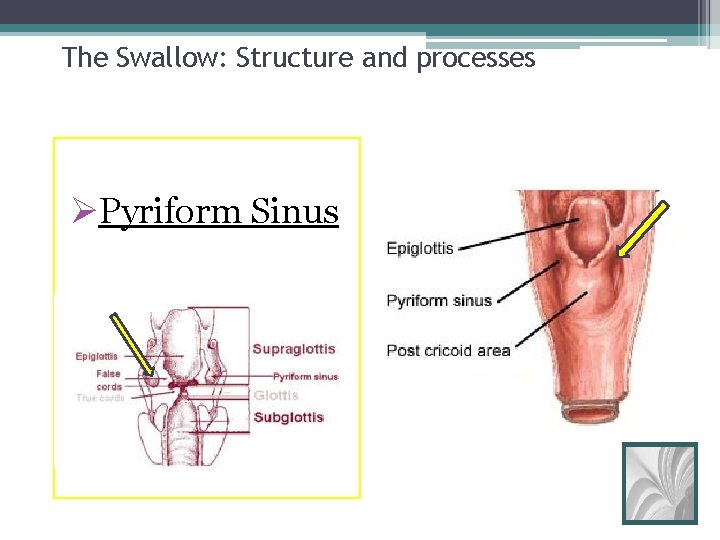 The Swallow: Structure and processes ØPyriform Sinus 